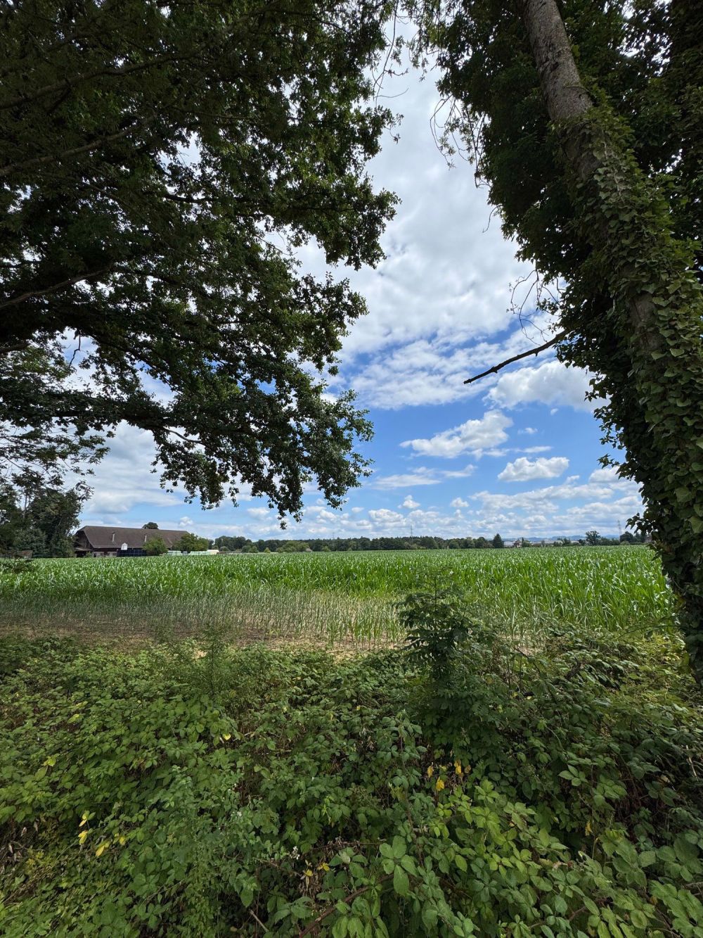 Erstvermietung moderne 4.5 Zimmerwohnung im 1. OG - Bild 4