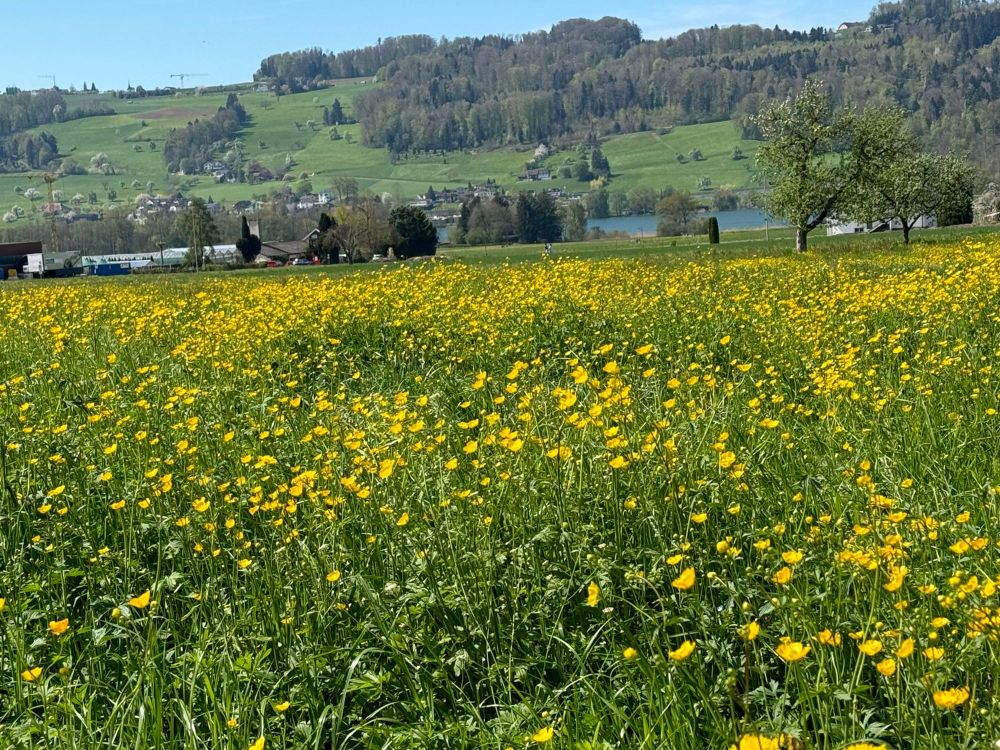 Oase am See" paradiesische 4,5 Zi. WHG mit Blick auf den Hallwilersee - Bild 10