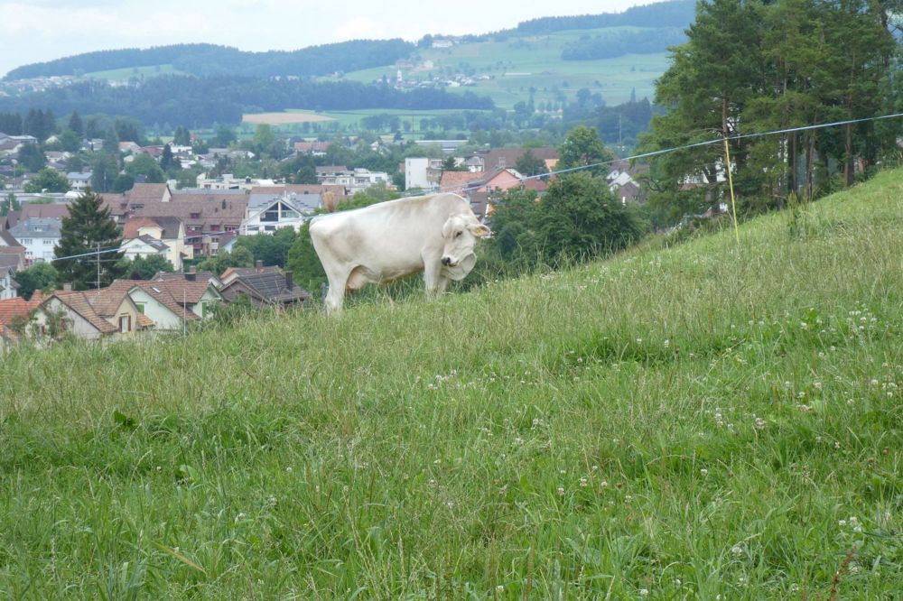 Ab ins Grüne - bis auf den Strom alles inklusive! - Bild 1