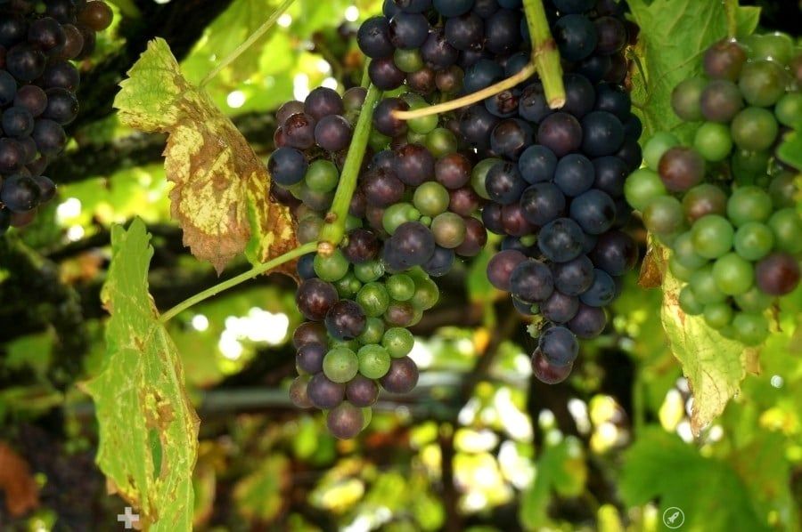 Moderne 2.5-Zimmer-Wohnung mit Terrasse im Hochparterre - Bild 4