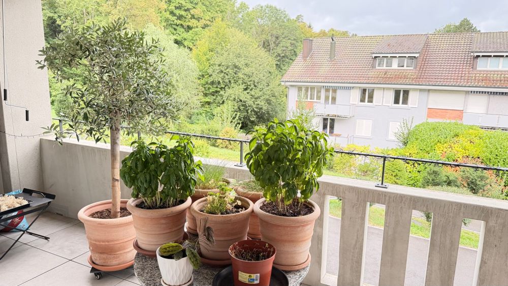 WG-Zimmer in Zollikerberg - Bild 3
