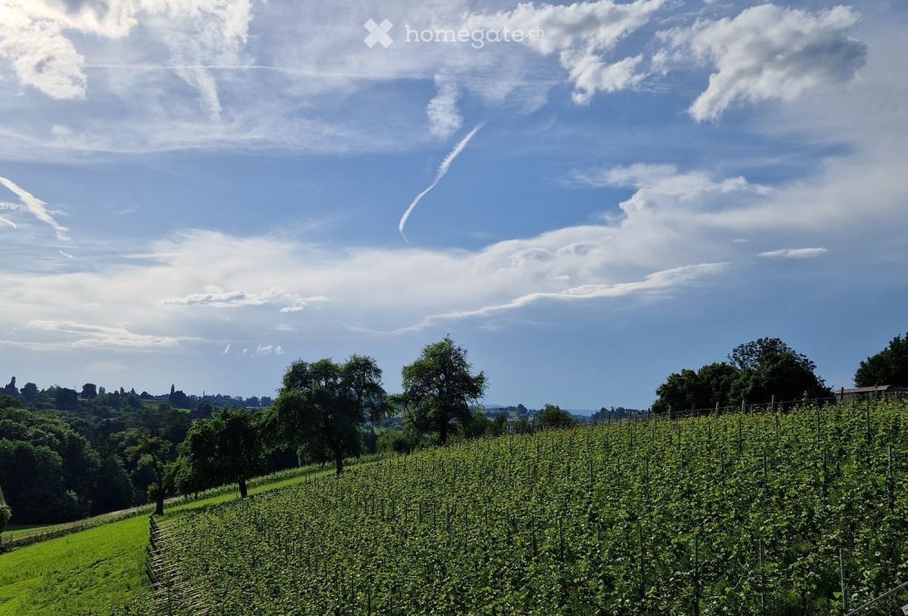 RESERVIERT - Erstvermietung Terrassenhaus in Wollerau - Bild 6