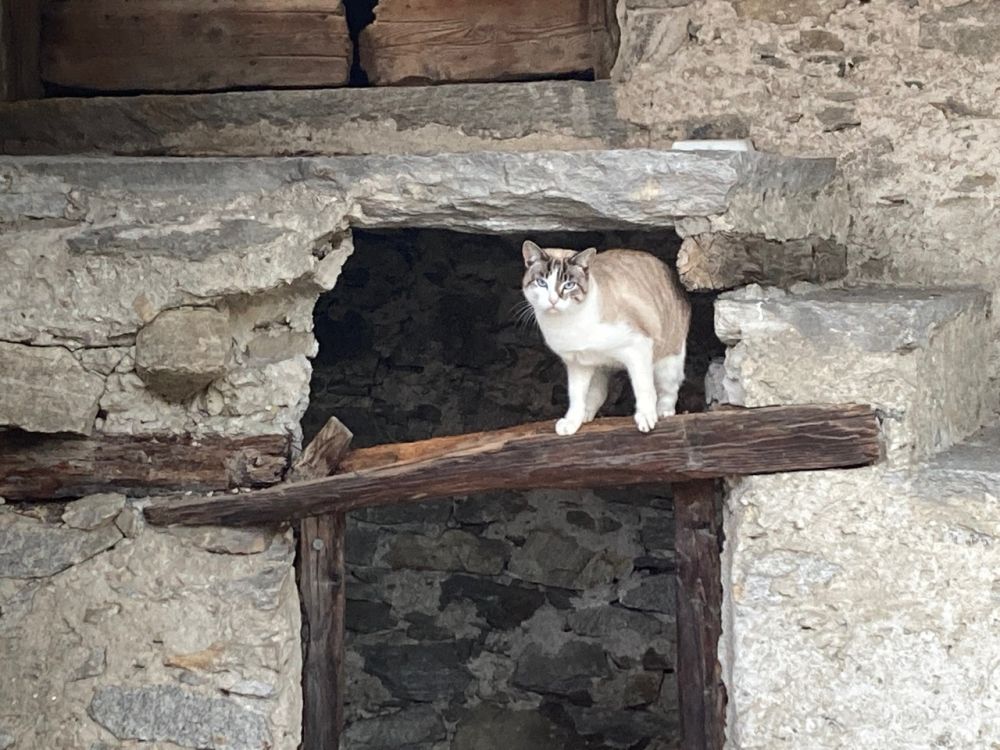 Genossenschaftliche Neubau-Siedlung mit 1½ - 3½ Zimmerwohnungen - Bild 5