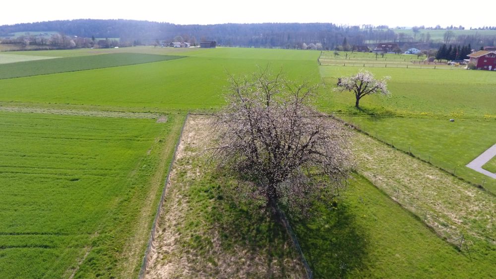 Einfamilienhaus im Grünen mit Einstellhalle und Gartenparzelle - Bild 12