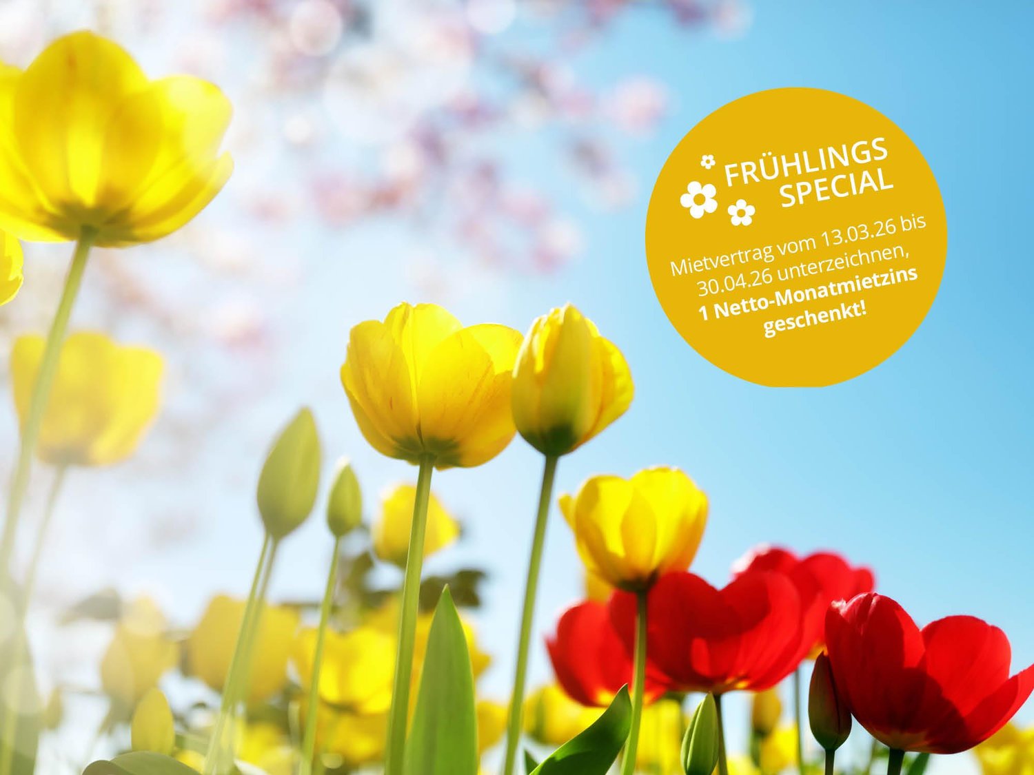 Neubauwohnungen im schönen Küngoldingen! - Bild 1